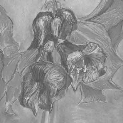 gemalte rote Amaryllis, Stillleben mit Pastellkreiden auf Papier, Künstlerin Ria Siegert