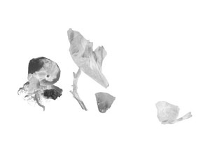 Stillleben mit Schalen